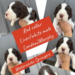 Orange collar - Liver and white male English Springer Spaniel puppy in Jamestown, Kentucky from Waterworks Springers