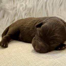 Rowan - Red male Aussiedoodle puppy in Jackson, Tennessee from Dinah Doodles and Aussies