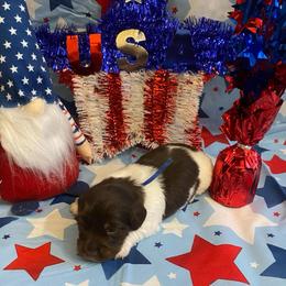 MOCHA. CKC FULL RIGHTS - Black and cream male Dachshund puppy in Elizabethtown, Kentucky from Teeny Tiny Puppy Tails