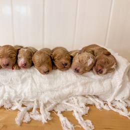 Goldendoodle Puppies from KZ Doodles