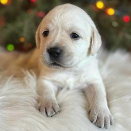 Boy 5 - Yellow male Labrador Retriever puppy in Brooksville, Florida from Lonestar Labradors C&E