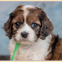 Caspien - Merle male Cockapoo puppy in Connersville, Indiana from Deaz Doodle Ranch