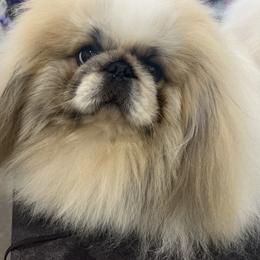 Tex - Pekingese
