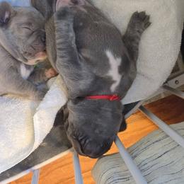 French Bulldog Puppies from Zoomie Time Frenchies