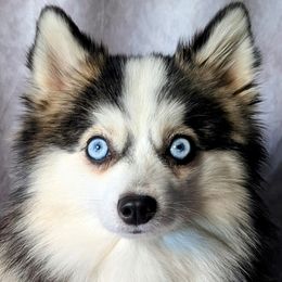 Pomskies from Pomsky Florida