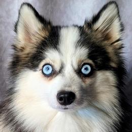 Pomskies from Pomsky Florida
