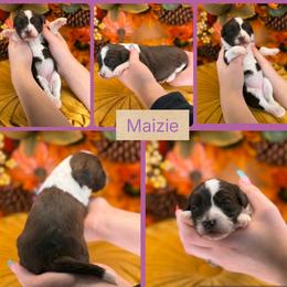 Maizie - Chocolate female Goldendoodle puppy in Decatur, Tennessee from Diamond's Doodles