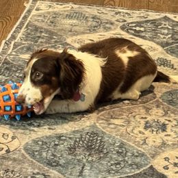 Sadie-Grace - Dachshund