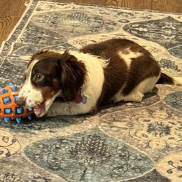 Sadie-Grace - Dachshund
