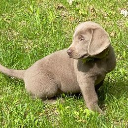 Dilute Retrievers and Labrador Retrievers from 906 Labadors