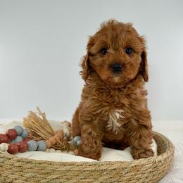 Baby Ling - Red female Cavapoo puppy in Melissa, Texas from Southern Love Cavapoos & Maltipoos