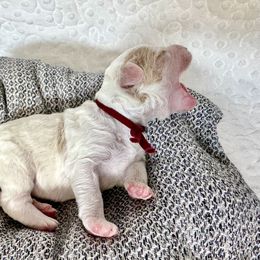 Cavapoo and Havapoo Puppies from Meadowlark Doodles