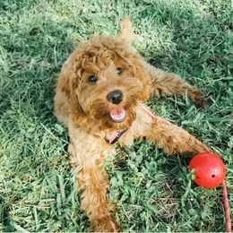 Bernedoodle, Goldendoodle, and Poodle Puppies from Florida Pumpkadoodles