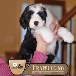 Frappuccino - Black and white male Sheepadoodle puppy in Cleveland, Tennessee from Narrow Path Old English & Sheepadoodles