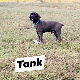 Tank - Cocker Spaniel
