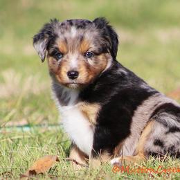 Miniature Australian Shepherd Puppies from Mutton Creek Aussies