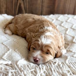 Snickers - Caramel male Australian Labradoodle puppy in Auburn, Washington from West Valley Labradoodles