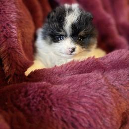 Cash - Tri-colored male Pomeranian puppy in Waterloo, Indiana from Garcias Pomeranian