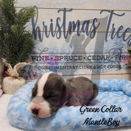 Green Collar Boy - Blue and white male Great Dane puppy in Longview, Texas from Lazy A Danes