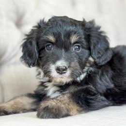 Friday❤️ - Black tri-color male Aussiedoodle puppy in Granbury, Texas from Triple Cross Doodles