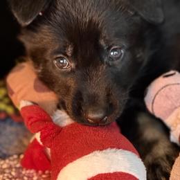 Orange Girl - Black and red female German Shepherd puppy in Rolesville, North Carolina from Ransomshire Shepherds