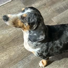 Charlotte - Dachshund