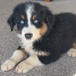 Australian Shepherd Puppies from Rolling Hills Australian Shepherds