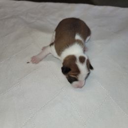 Boy 2 - Basenji puppy in Branchburg, New Jersey from Maringa Basenji