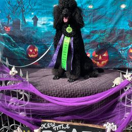 Stella - Poodle