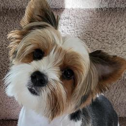 Lily - Yorkshire Terrier
