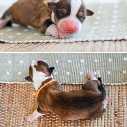 Pretzel - Red female Pembroke Welsh Corgi puppy in Mona, Utah from Sorensen Corgis