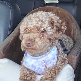 Poodle puppies from Southern Family Kennel