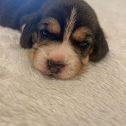 Beau - Black tan and white male Beagle puppy in Brownsboro, Texas from Willow Bark Beagles