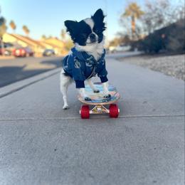 Eclipse - Chihuahua