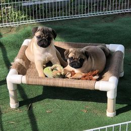 Havanese and Pug Puppies from Casa Blanca Pugs & Mardi Gras Havanese