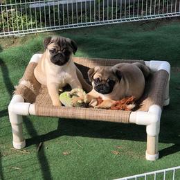 Havanese and Pug Puppies from Casa Blanca Pugs & Mardi Gras Havanese