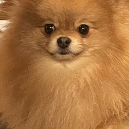 Mufasa - Pomeranian
