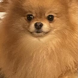 Mufasa - Pomeranian