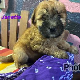 F2 - Wheaten female Soft Coated Wheaten Terrier puppy in Gladewater, Texas from Felicias Swheaties