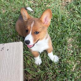 Maple - Red and white female American Corgi puppy in Register, Florida from Southern Georgia Corgi Loafs