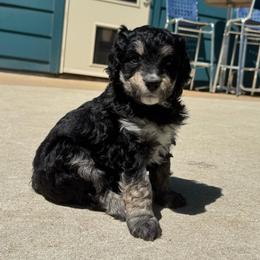 Black phantom - female Australian Mountain Doodle puppy in Blue Springs, Missouri from Jeanie’s Doodles