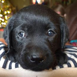 Girl 4 - Neon Collar - Black female Labrador Retriever puppy in Latrobe, Pennsylvania from Stone Shoe Ranch Labs & Dairy Goats