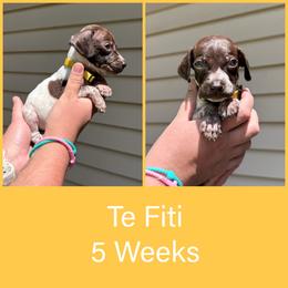 Te Fiti - White and liver female German Shorthaired Pointer puppy in Marshfield, Missouri from Pebblebrook German Shorthaired Pointers