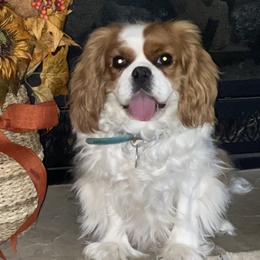 Gracie - Cavalier King Charles Spaniel