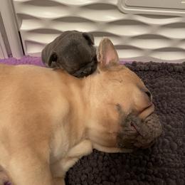 French Bulldog Puppies from Blue Ribbon French Bulldogs