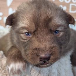 Snickers - Red and white male Siberian Husky puppy in Coshocton, Ohio from Wyant Farms