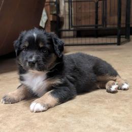 Honey - Black tri female Miniature Australian Shepherd puppy in Crockett, Texas from Pleasant Grove Aussies