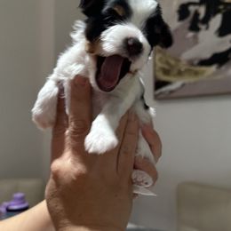 Biewer Terrier Puppies from Lozado’s Biewers