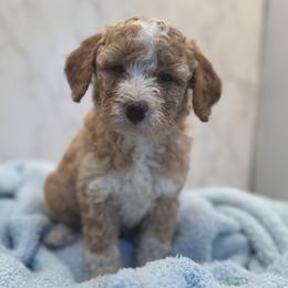 Blaze - Red  male Goldendoodle puppy in Kansas City, Kansas from Bella & Ivy’s Mini Goldendoodles of KC