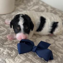 Bernedoodle, Cavapoo, and Goldendoodle Puppies from Blackberry Farm Puppies